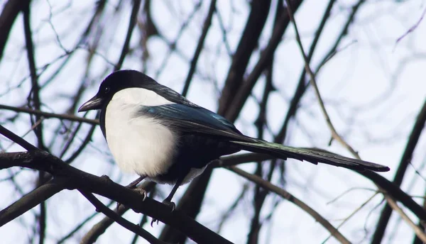 Ein Wilder Elstervogel Sitzt Auf Einem Ast — Stockfoto