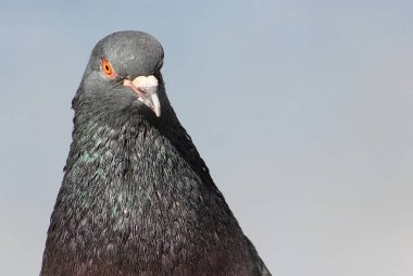 Güneşte güneşlenen gri bir güvercin.