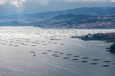 Ria de Vigo haliçlerindeki midye (bateas) tarlaları, arka planda Vigo şehri..