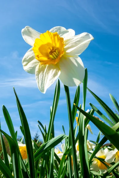 Daffodil branco com céu — Fotografia de Stock
