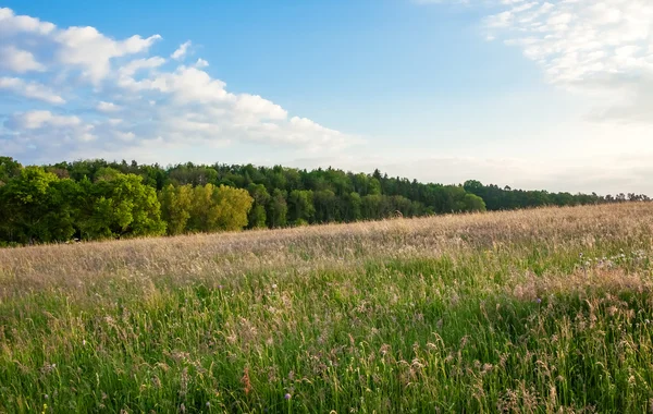 Pradera con bosque Imágenes de stock libres de derechos