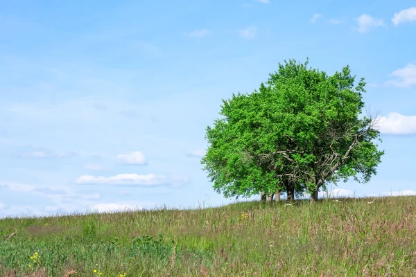 Alberi in estate — Foto Stock