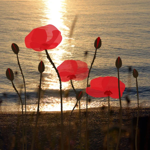 Hand Drawn Poppies Background Beach Sunrise Time — Stock Photo, Image