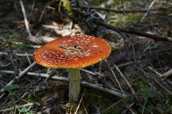 Amanita muscaria — Foto Stock