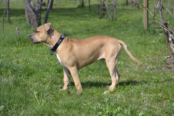 American staffordshire terrier i trädgården — Stockfoto