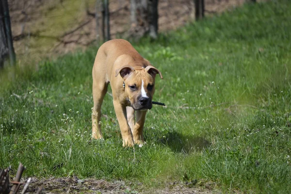 American staffordshire terrier valp över — Stockfoto