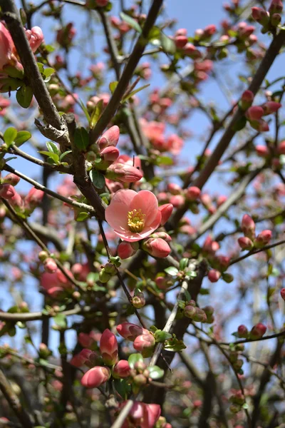 Chinesische blühende Apfelblüte im Frühling — Stockfoto