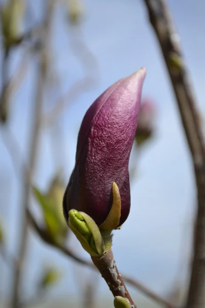 Różowy magnolia flower bud zbliżenie — Zdjęcie stockowe