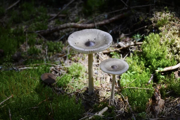 Due funghi Amanita Mairei — Foto Stock