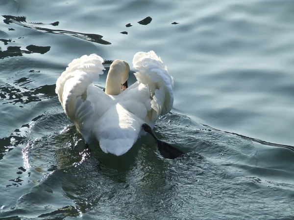 Cisne branco na água — Fotografia de Stock