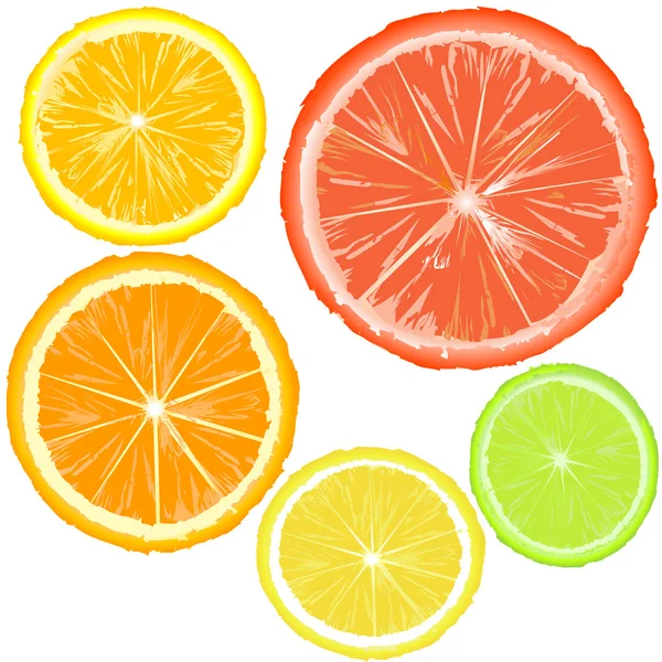 Set of citrus slices — Stock Vector