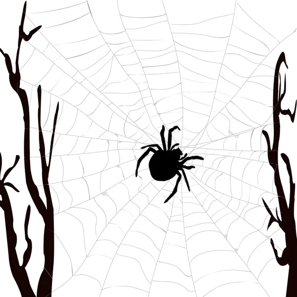 Spider web with spider — Stock Vector