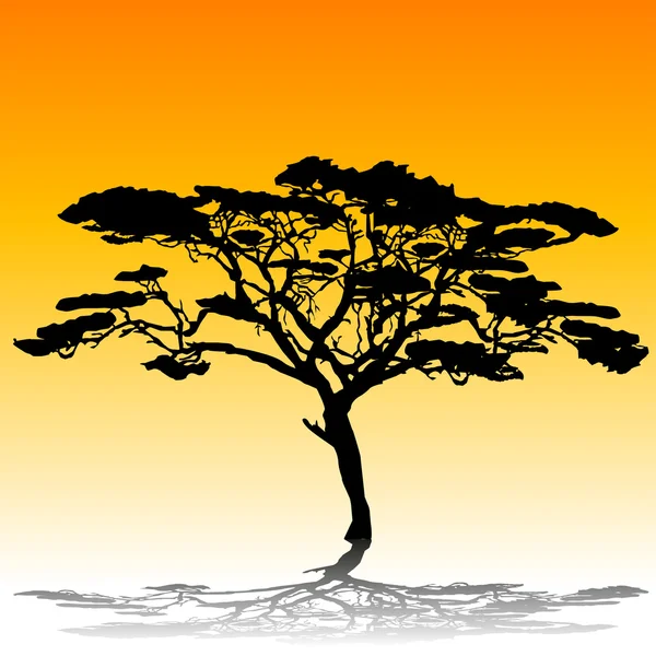 Árbol de acacia — Vector de stock