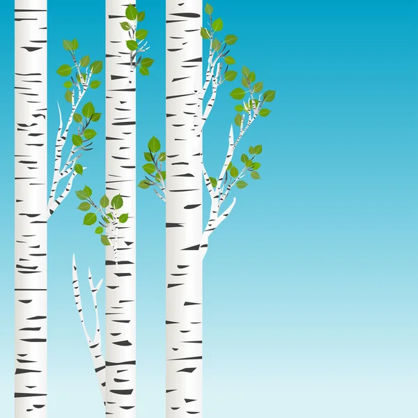 Birch trees — Stock Vector