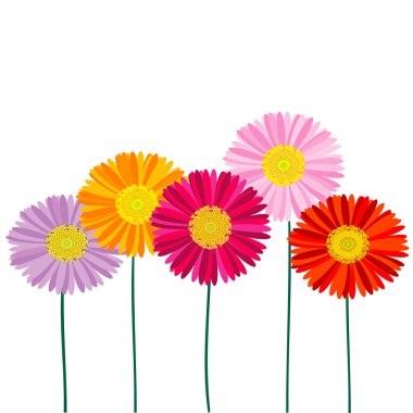 Gerber Daisy isolated on white background clipart