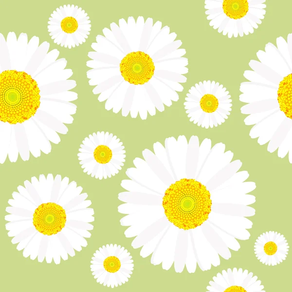 Chamomile flowers seamless — Stock Vector