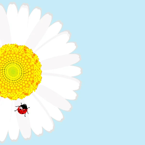 Coccinelle sur fleur de marguerite sur fond bleu — Image vectorielle