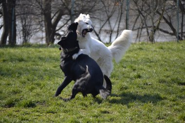 Dövüş köpekleri