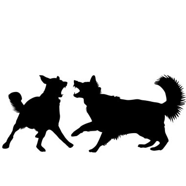 Köpek dövüş