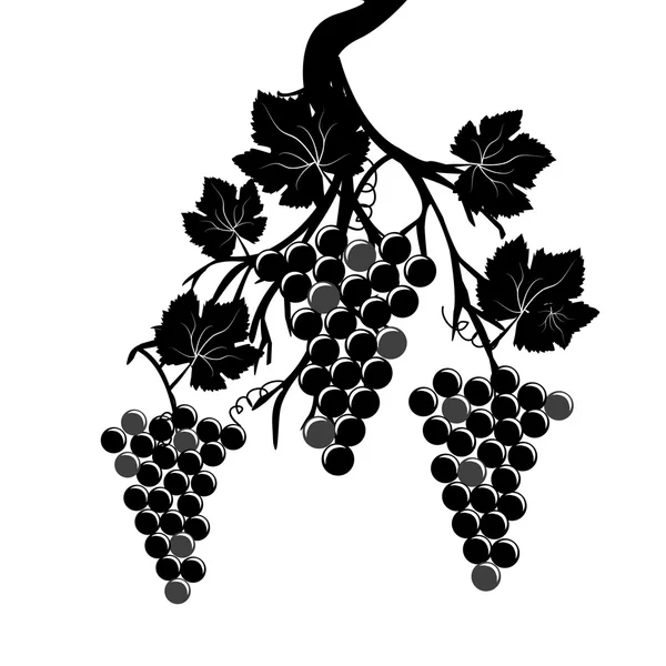 Grape clusters on the vine — Stock Vector