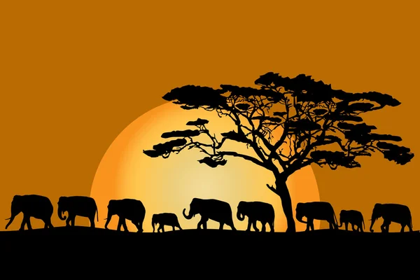 Troupeau d'éléphants — Image vectorielle