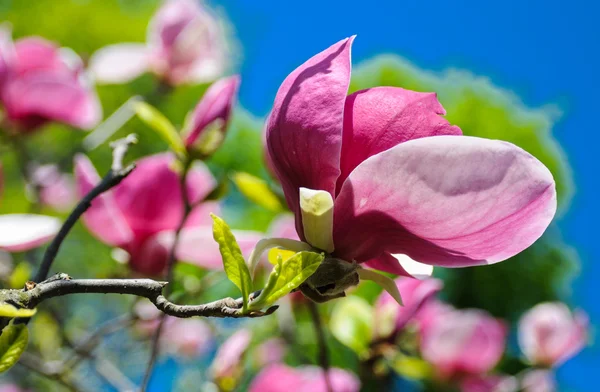 Flowering pink magnolia — Stock Photo, Image