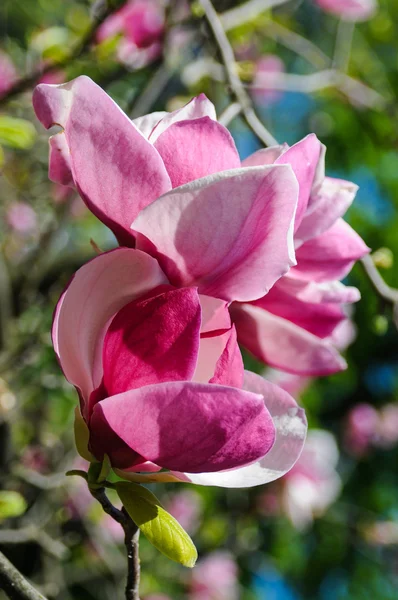 Flor rosa magnólia — Fotografia de Stock