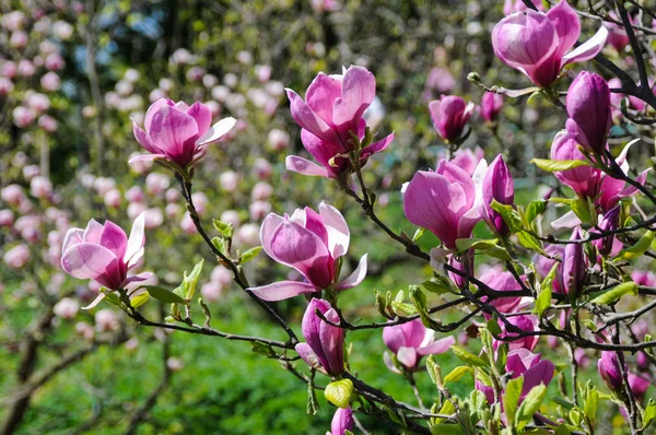 Pink magnolia bush — Stock Photo, Image