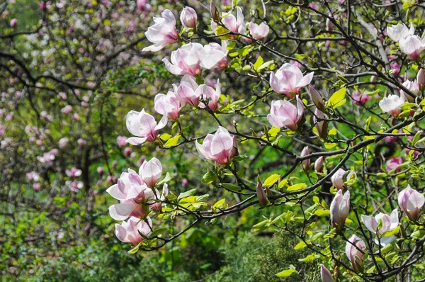 Arbusto de magnólia em flor — Fotografia de Stock