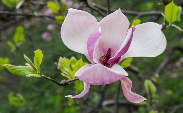 Magnolia flower in spring — Stock Photo, Image