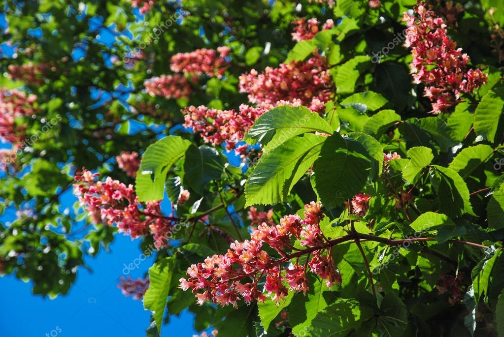 Blühender Kastanienbaum rosa Stockfotografie