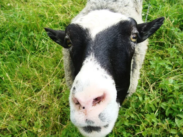 Fijo de una oveja mirada — Foto de Stock