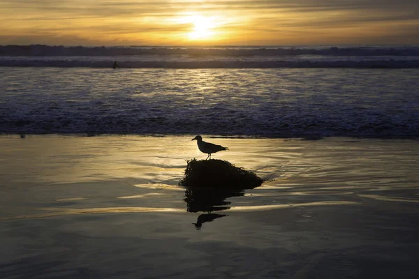 Meeuw op de wal bij zonsondergang — Stockfoto