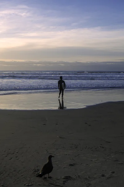 Surfista y gaviota — Foto de Stock