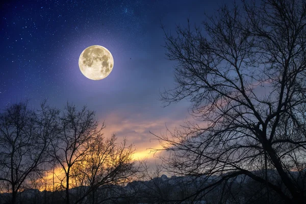 Moon on the background of trees and dawn. — Stock Photo, Image