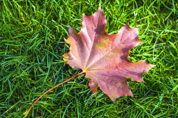 Çimlerde sonbahar yaprakları.