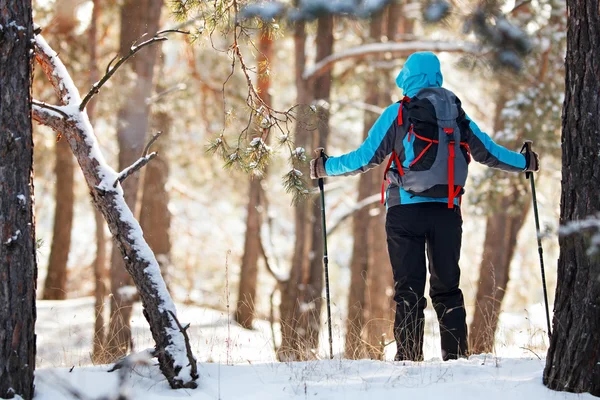 Traveler with a backpack and hiking sticks. The woman in the for