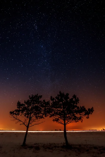 Two trees are growing together on the background of the starry s