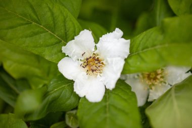 Bahar sonlarında meyve ağacının Medlar beyaz çiçeği