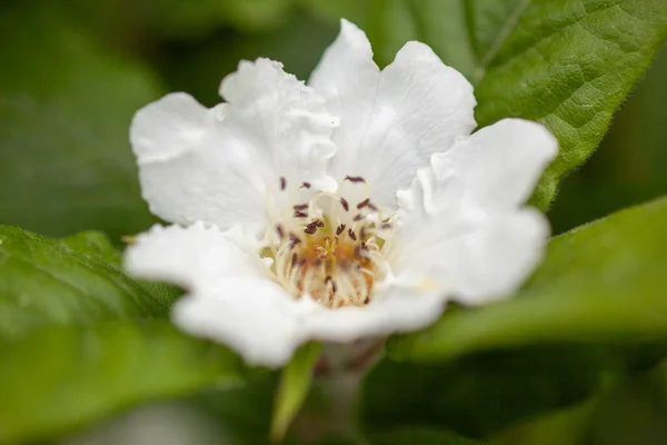 Medlar Biały Kwiat Drzewa Owocowego Późną Wiosną — Zdjęcie stockowe