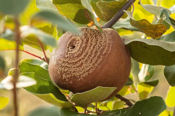 Maçã Marmelo Podre Árvore Frutífera Infestação Por Monilia Laxa Monilinia — Fotografia de Stock