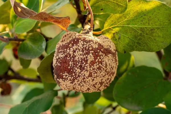 Zgniłe Jabłko Pigwy Drzewie Owocowym Porażenie Monilinia Laxa Choroba Roślin — Zdjęcie stockowe