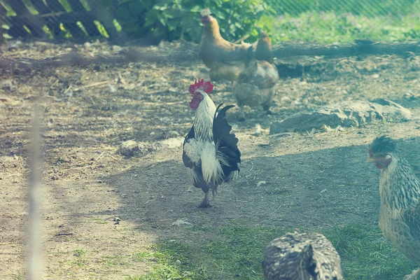 Rooster on grass field — Stock Photo, Image
