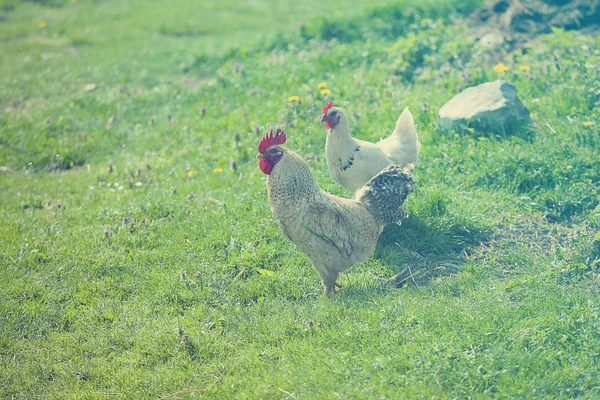 Galinha no campo de grama — Fotografia de Stock