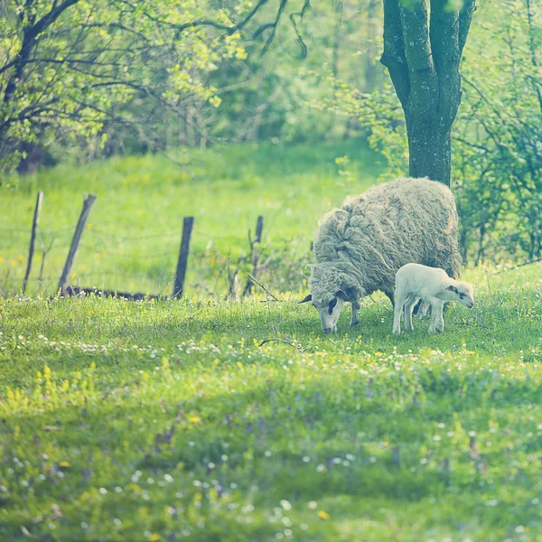 Ovejas y corderos en el campo verde —  Fotos de Stock