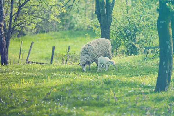 Ovcí a jehňat na zelené louce — Stock fotografie