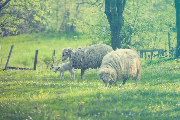 Овца и ягненок на зеленом поле — стоковое фото