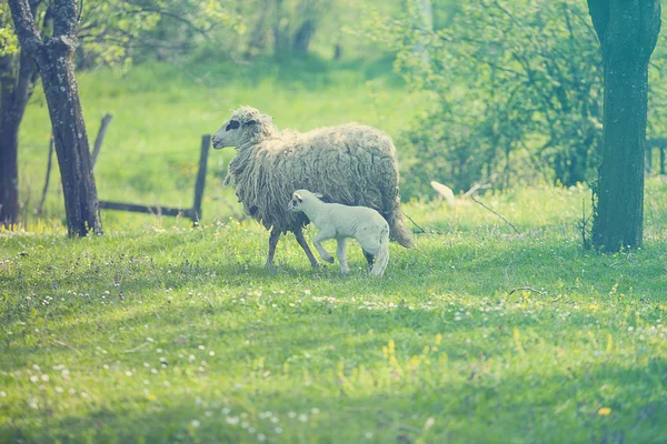 Sheep and lamb on green field — Stock Photo, Image