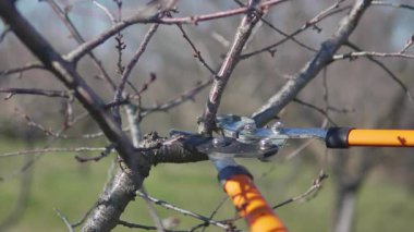 Baharda işçi erik ağacı budayacak.