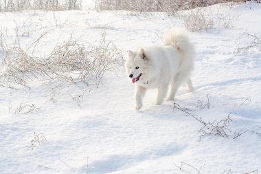 Samoyed beyaz köpek üstünde kar